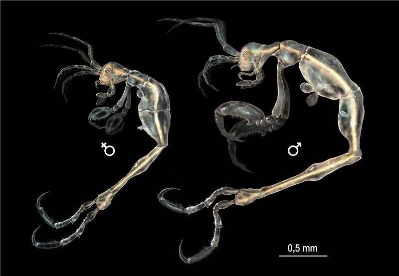 New species of hardy crustacean discovered living in mouths of