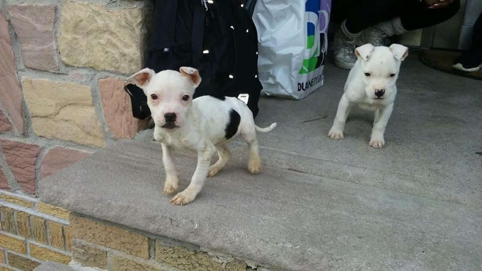 Puppy Being Sold On Craigslist Can't Stop Crying After Her