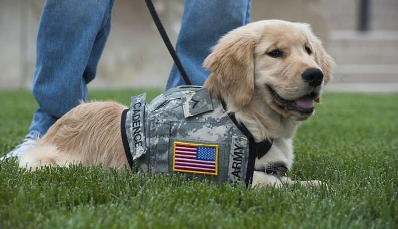 who will pay for my service dog disabled vet