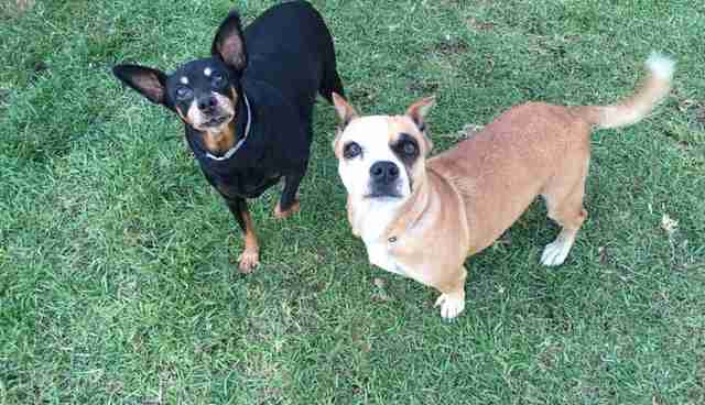 this is what a pit bull chihuahua mix looks like the dodo