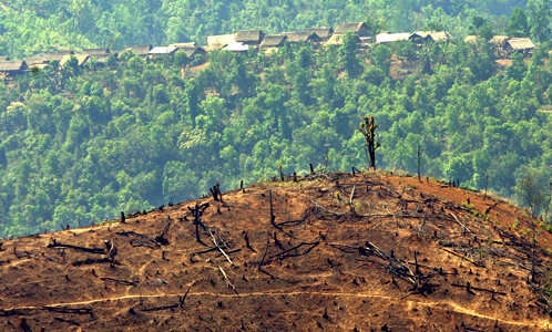 red panda habitat destruction