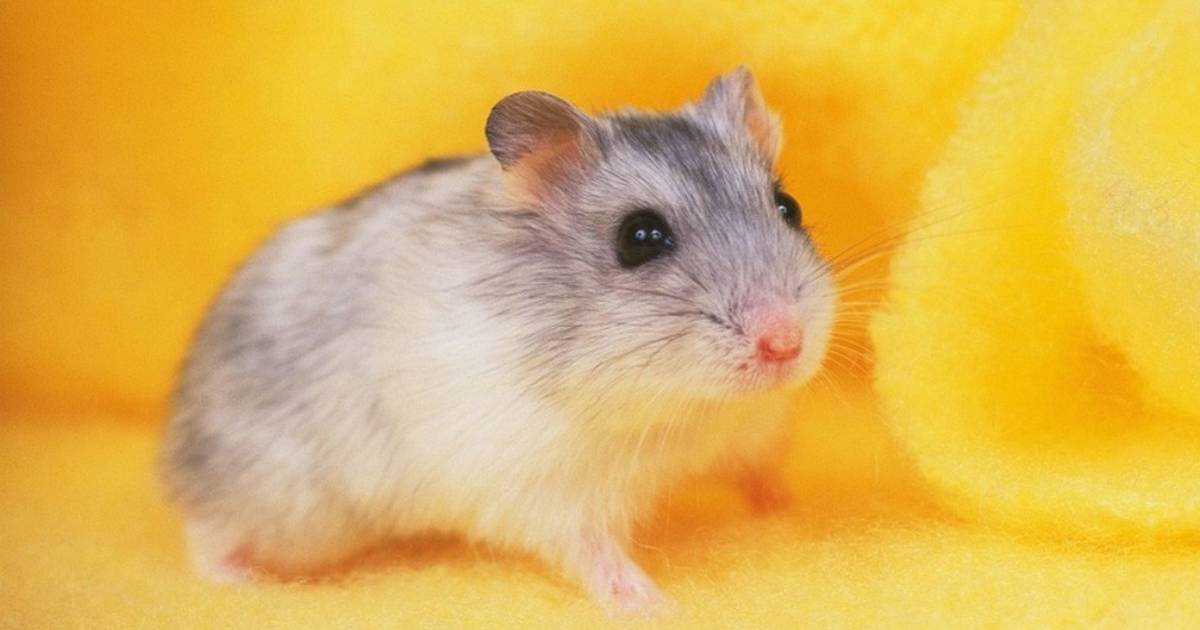 Campbell's Dwarf Hamster » Pet Profile: Cage, Food, Lifespan