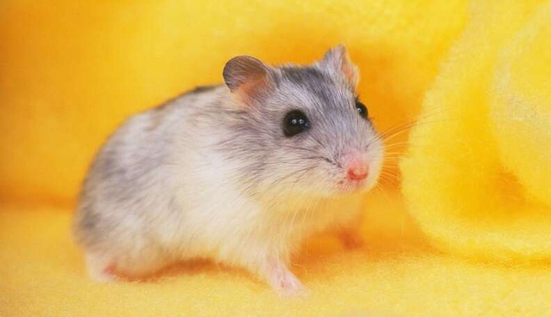 Everything you need to know before getting a Hamster