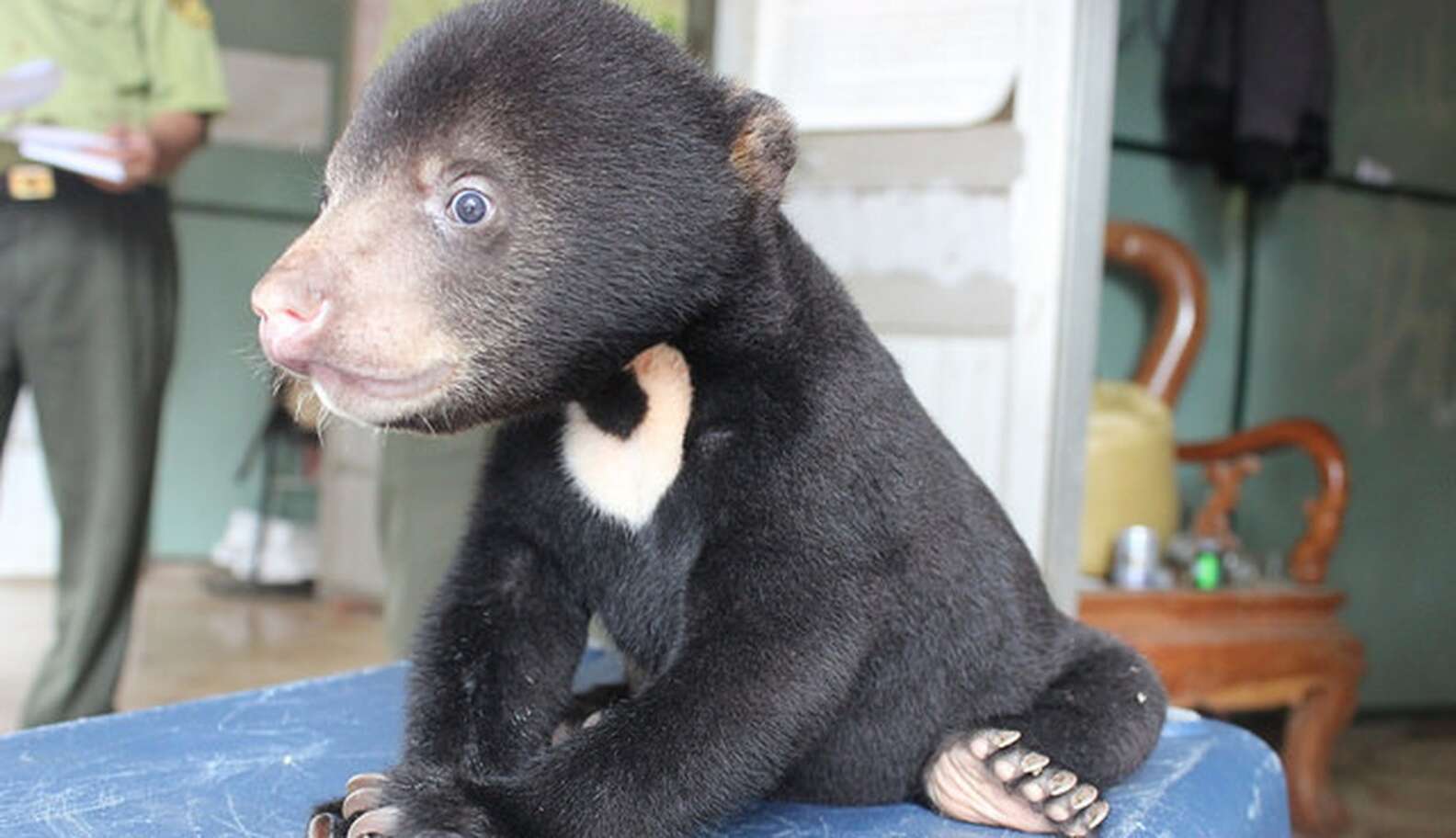 Baby Bear Stolen From Mother Is Found Stuffed In Backpack - The Dodo