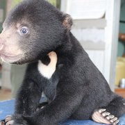 Guy Finds A Backpack With A Pit Bull Puppy Inside - The Dodo