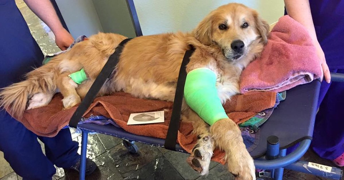 Dog Hurt In Hit And Run Still Loves Wagging His Tail The Dodo