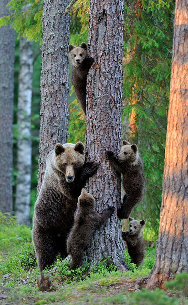 Fierce Animal Moms Who Will Stop At NOTHING To Protect Their Babies ...