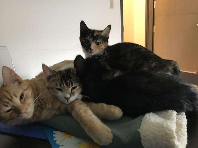 cat comforts patients at vet office