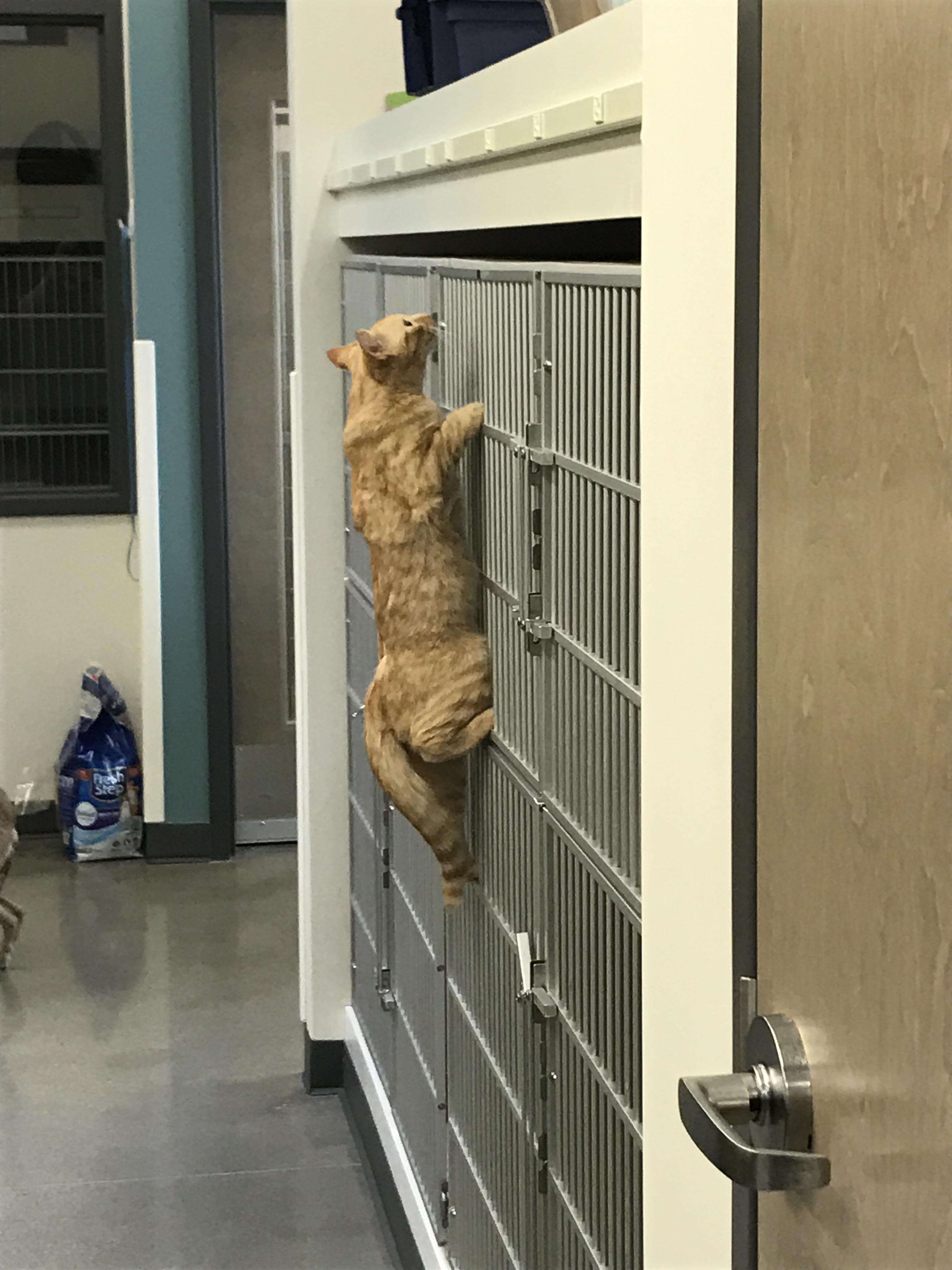 cat comforts patients at vet office