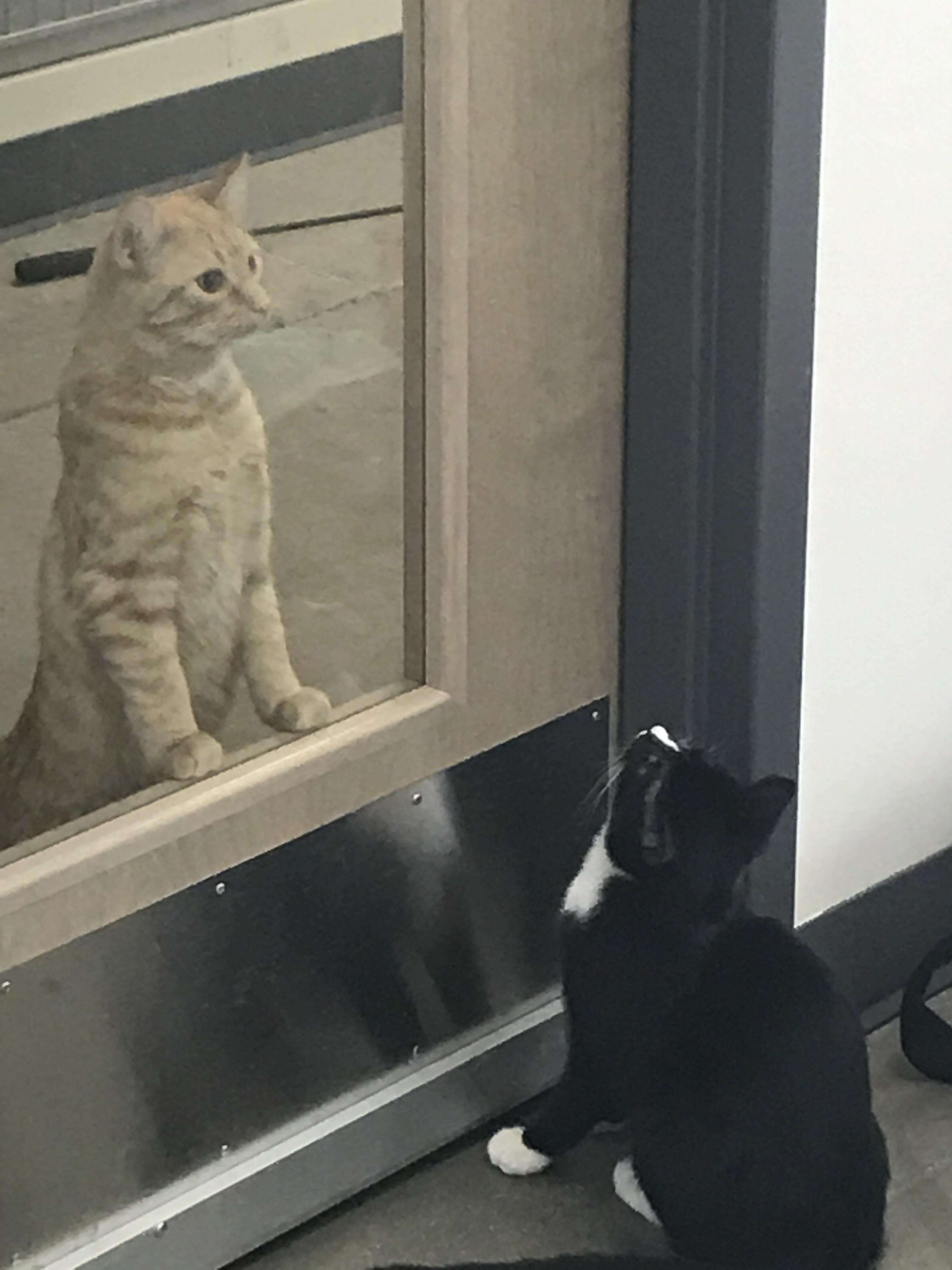 cat comforts patients at vet office