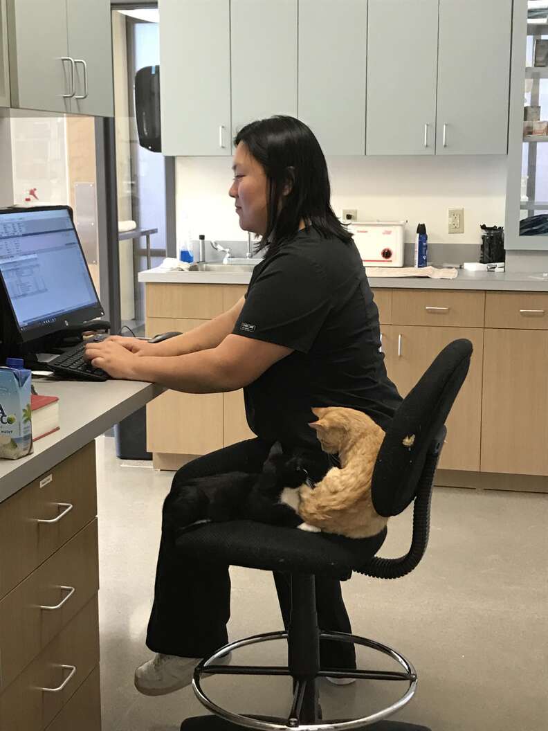 cat comforts patients at vet office