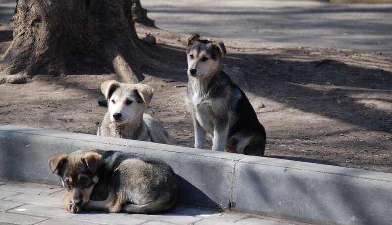 Dogs on the streets