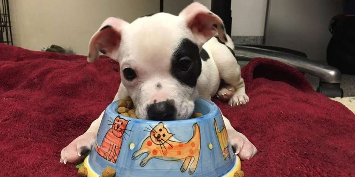 Puppy Who Can't Walk Is Learning How To Get Around On His Own - The Dodo