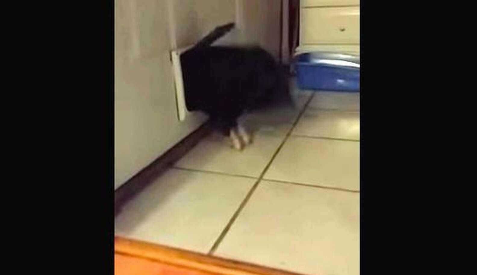 Stubborn Pig Gets Stuck In The Doggy Door Again The Dodo