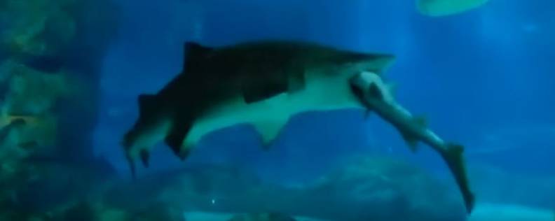 The Strange Truth Behind The Video Of A Shark Eating A Shark - The Dodo The Strange Truth Behind The Video Of A Shark Eating A Shark - The Dodo