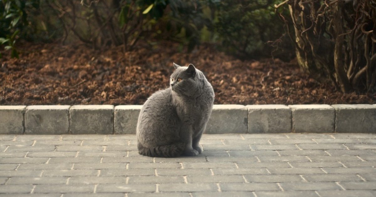 British Parliament Denied Cat For Fear Of Overfeeding The Dodo