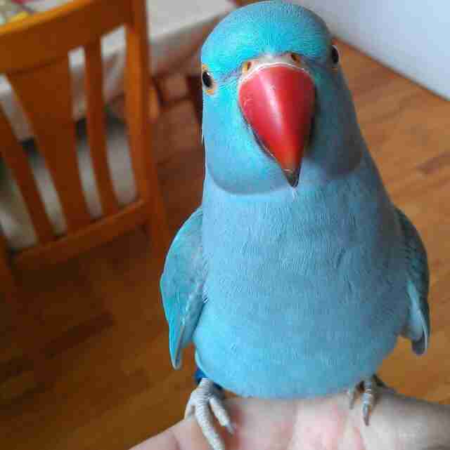 12 Pet Parrots You Can't Believe Even Exist - The Dodo