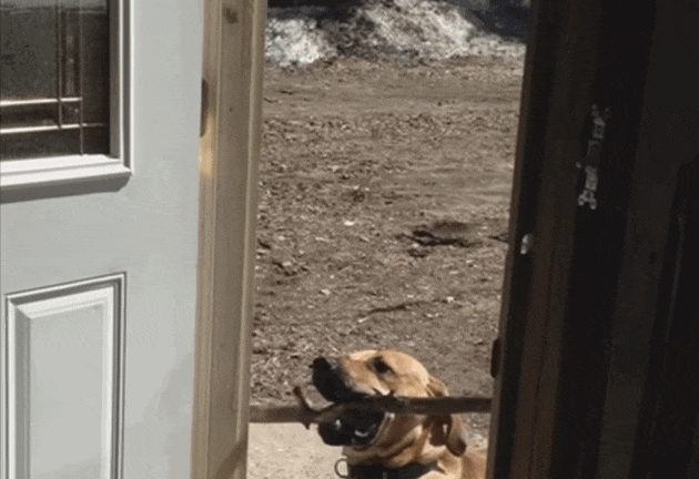 Don't Worry, Dog's New Stick Will Totally Fit Through The Door - The Dodo