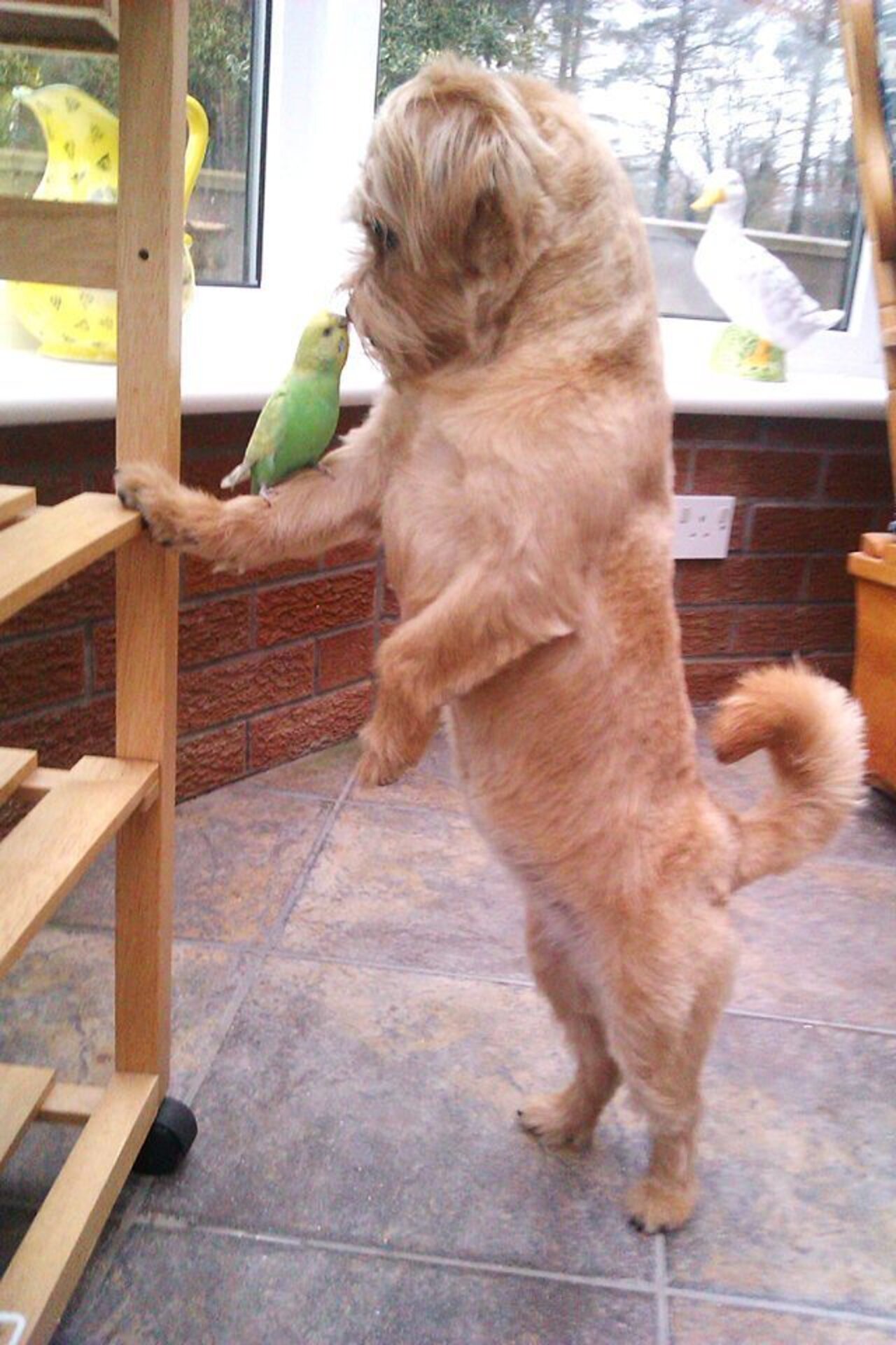 12 Pet Parrots You Can't Believe Even Exist The Dodo