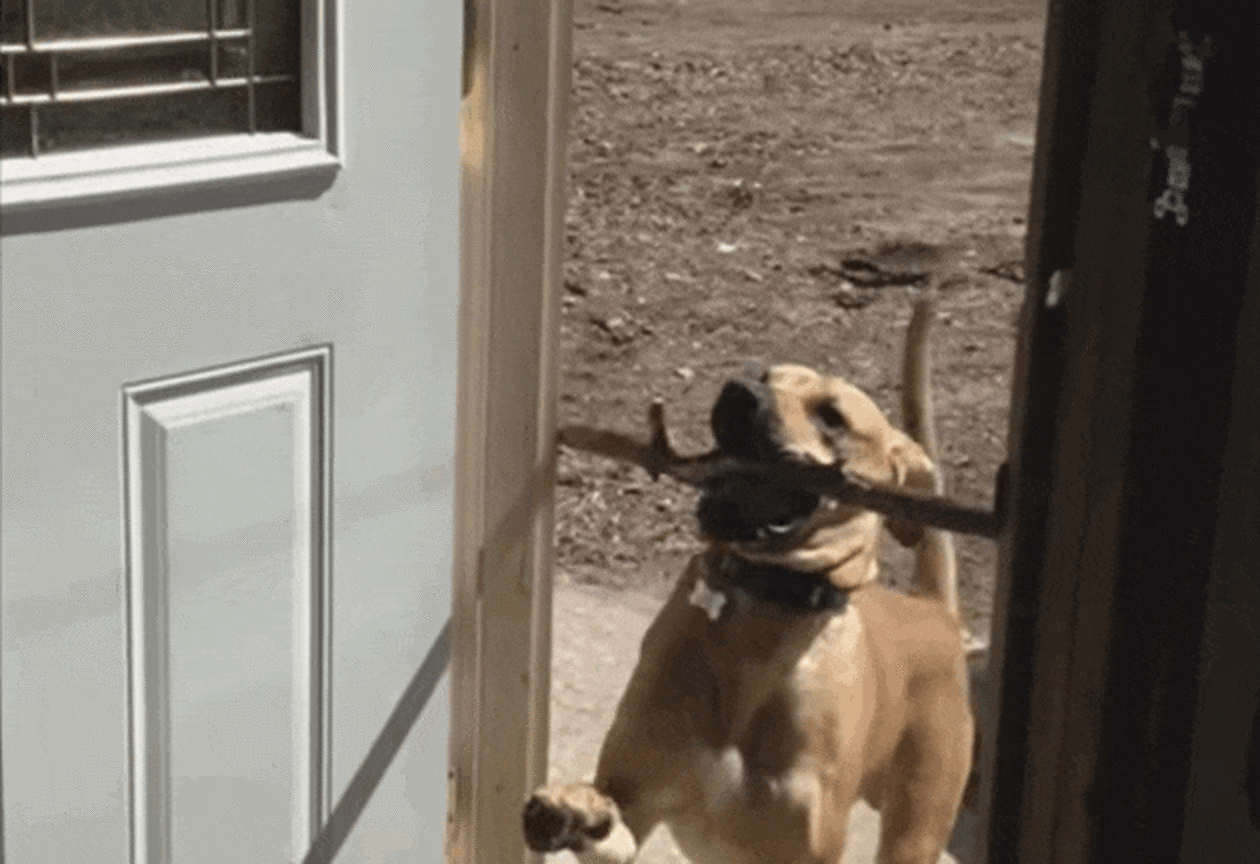 Don't Worry, Dog's New Stick Will Totally Fit Through The Door - The Dodo