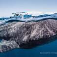 Amy Tan: What You Learn When You Swim Eye-To-Eye With A Whale Shark