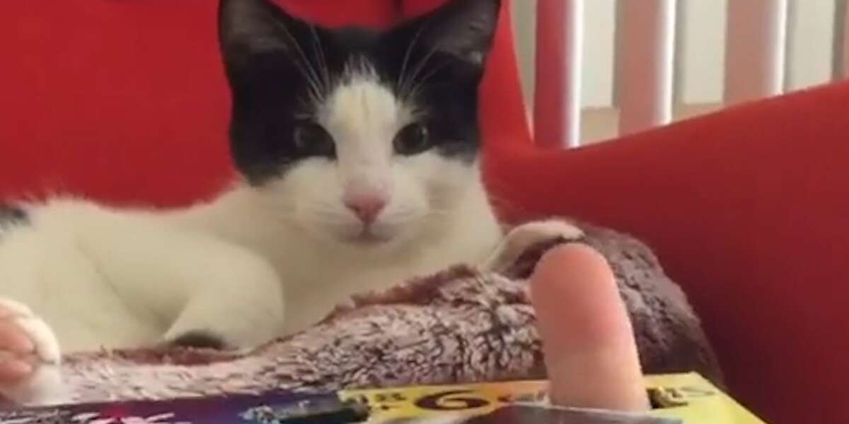 Cat Plays Whack A Finger Video The Dodo