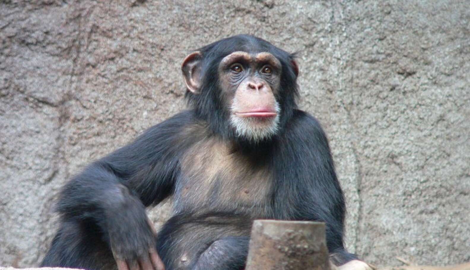 Senate Committee Passes Captive Primate Safety Act -- Good News For