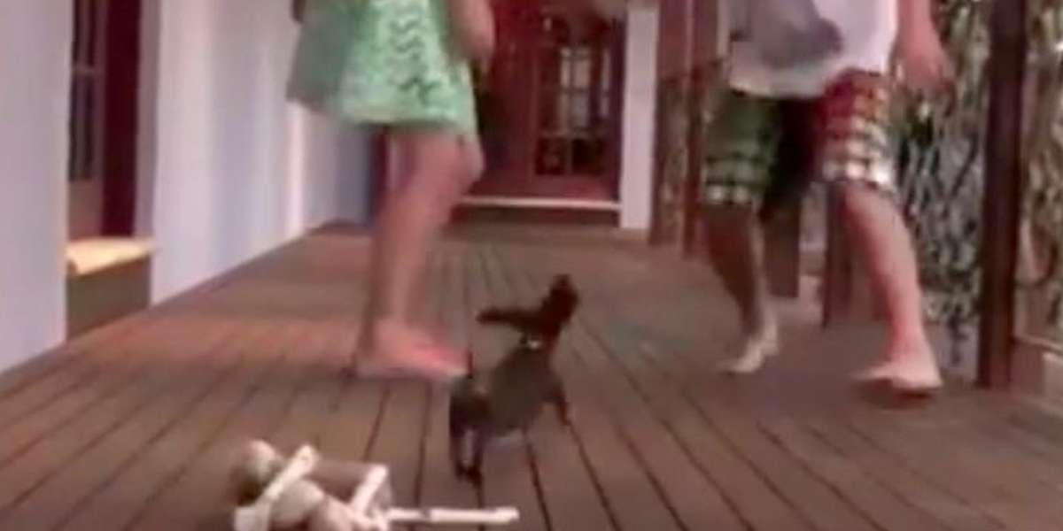 Puppy Has The Best Reaction When He Thinks His Owner Is In Danger - The ...