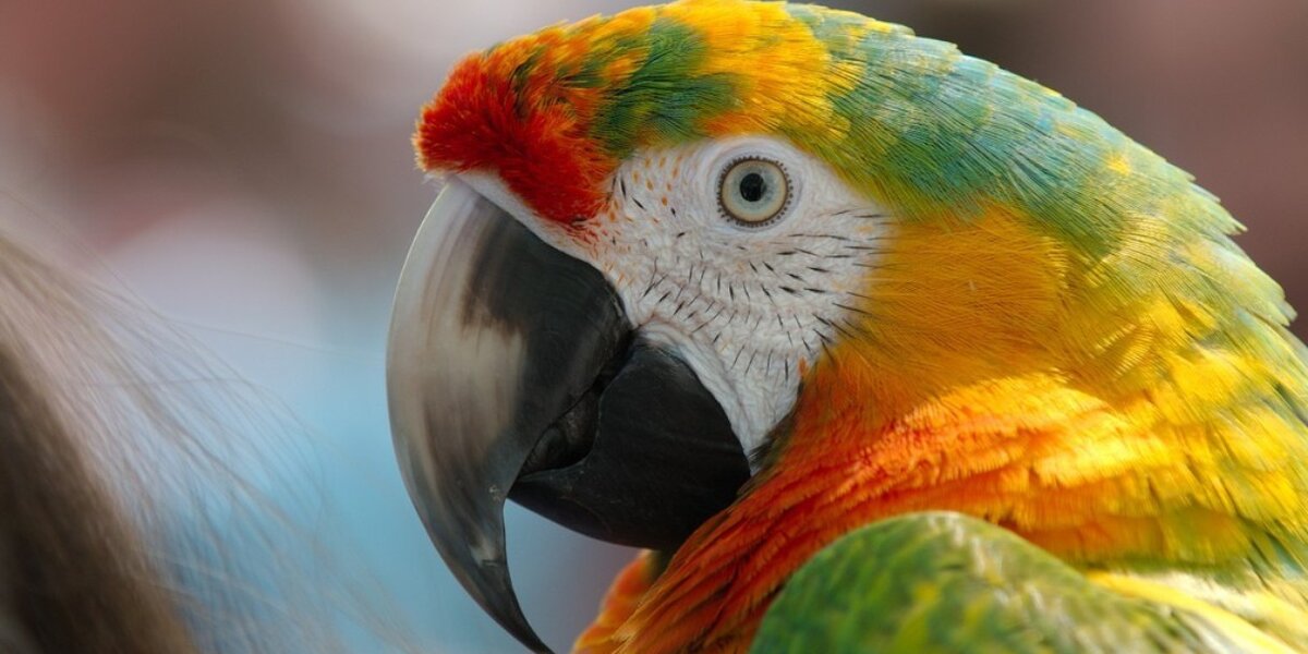 Parrots Are Not Pets: 8 Things I Learned from Watching Parrot ...