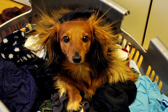 do dogs feel static electricity