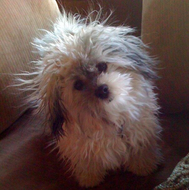 13 Pets Who Are Seriously Struggling With Static - The Dodo