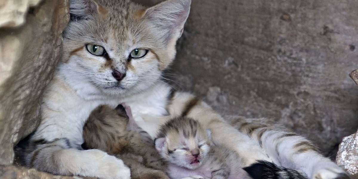 Rare Sand Cat Who Lost Her Mate Makes A Very Special Delivery - The Dodo
