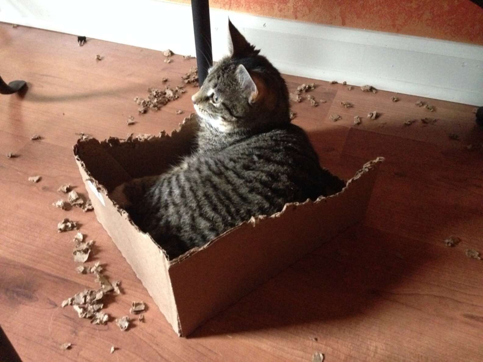 Overloaded Catbox 12 Cats Who Just Can't Contain Their Love Of Boxes - The Dodo