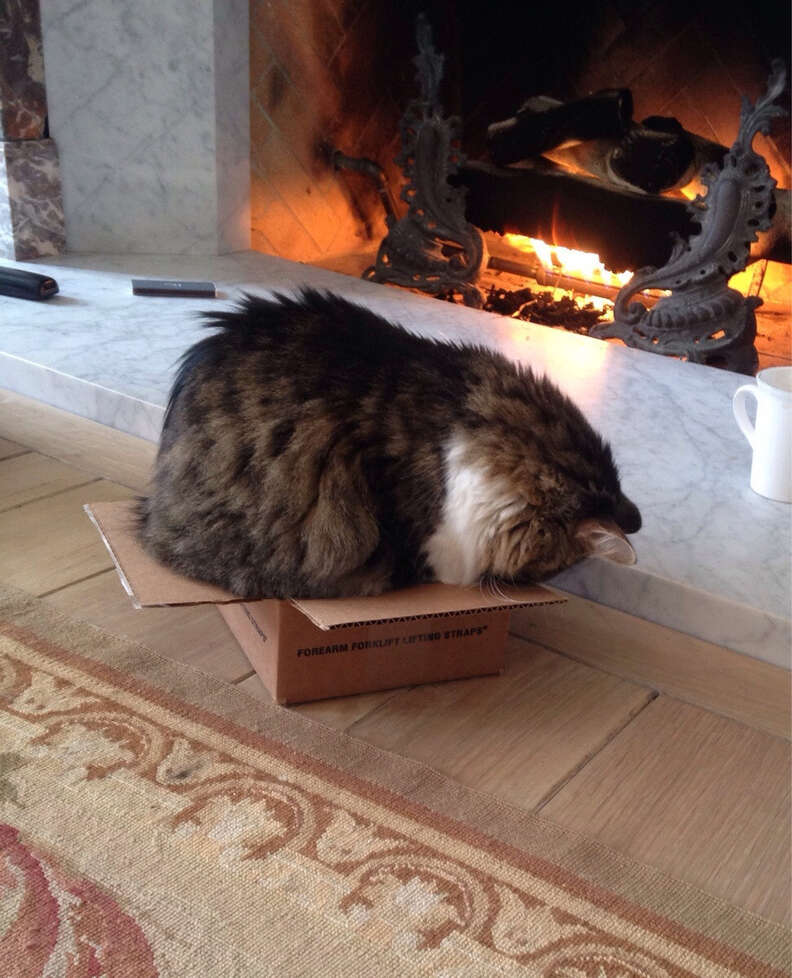 Overloaded Catbox 12 Cats Who Just Can't Contain Their Love Of Boxes - The Dodo