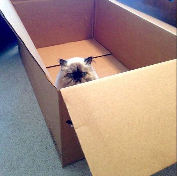 Overloaded Catbox 12 Cats Who Just Can't Contain Their Love Of Boxes - The Dodo
