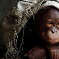 The Fate Of Orangutans, In One Sad Photo