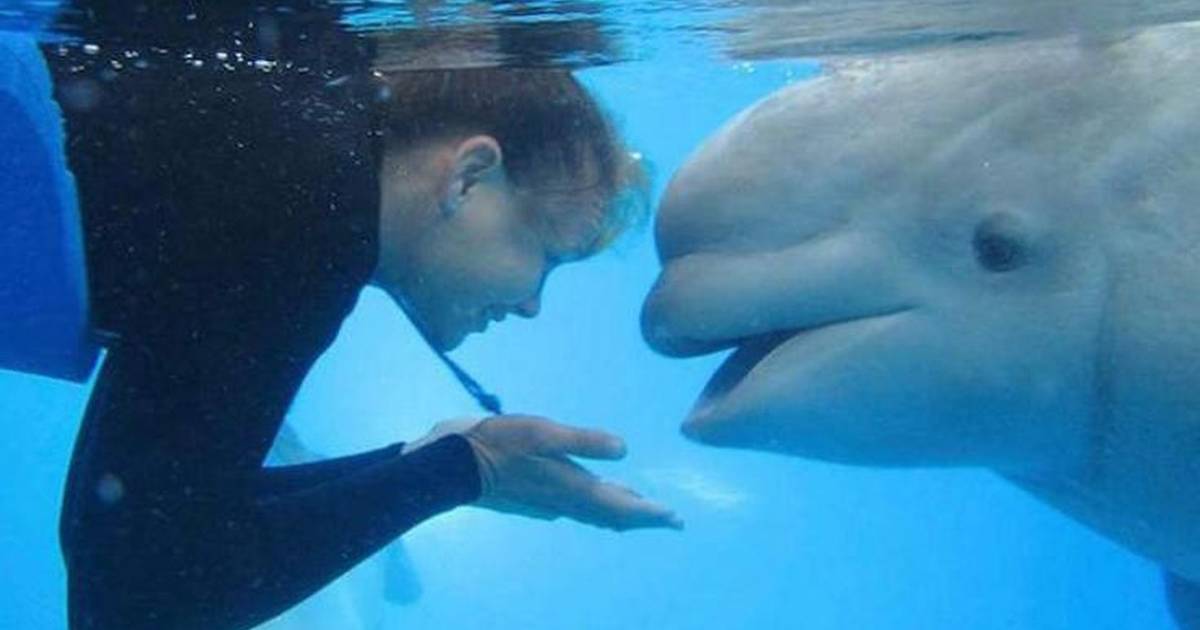 Yet Another SeaWorld Tragedy: Beluga Mysteriously Dies At 38