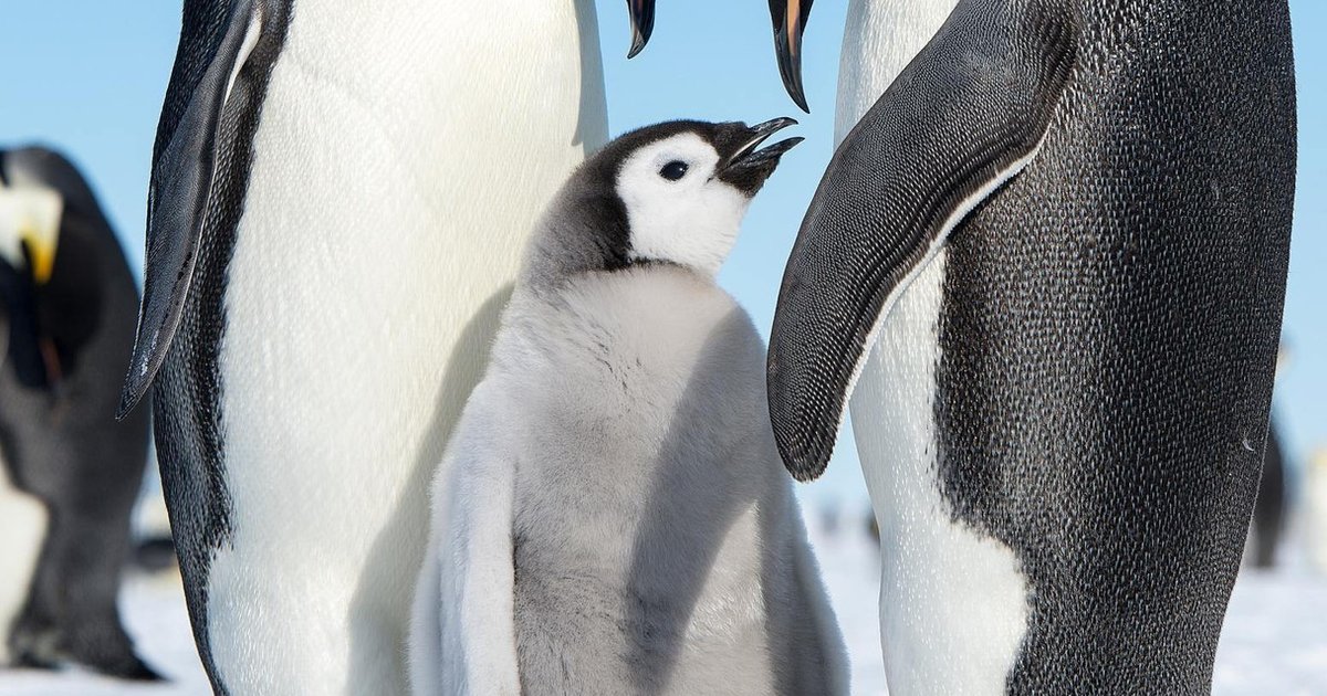 Amazing Animal Fathers Who Carry The Babies For Mom - The Dodo