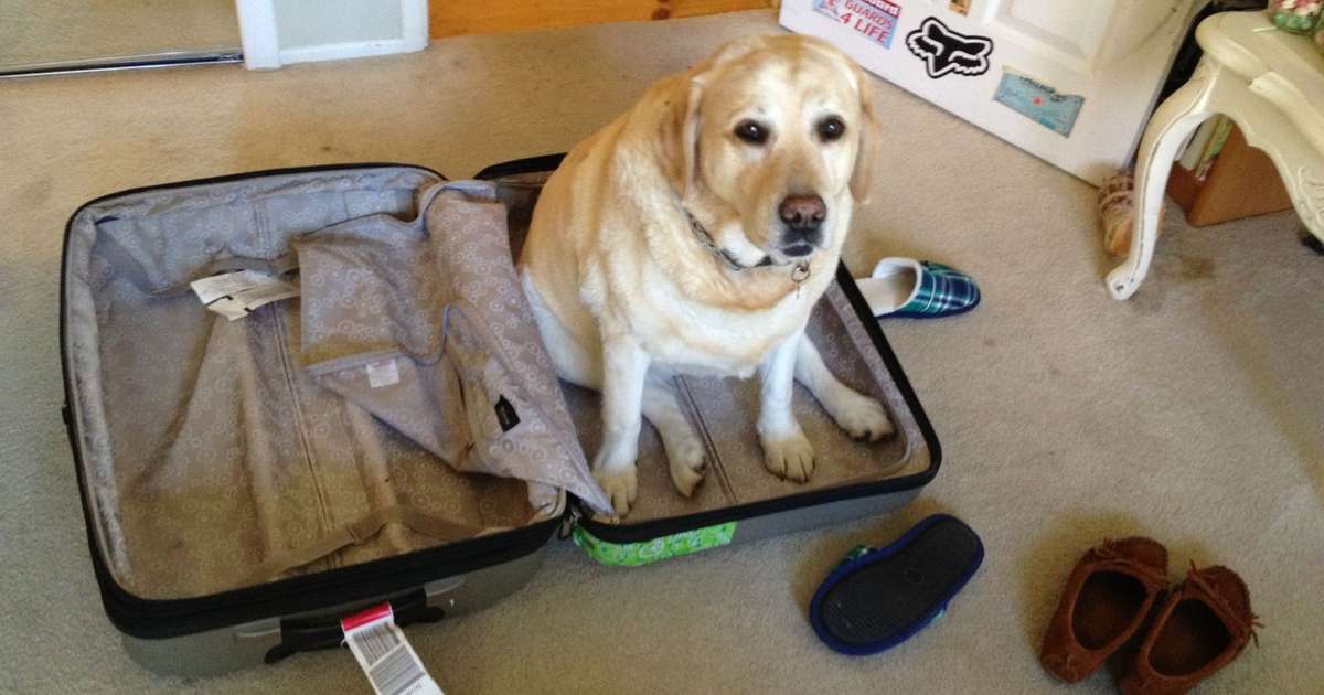 suitcase with dogs on it