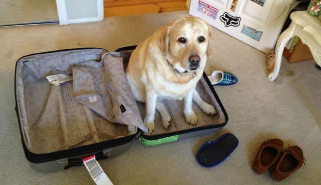 Image result for dog suitcase