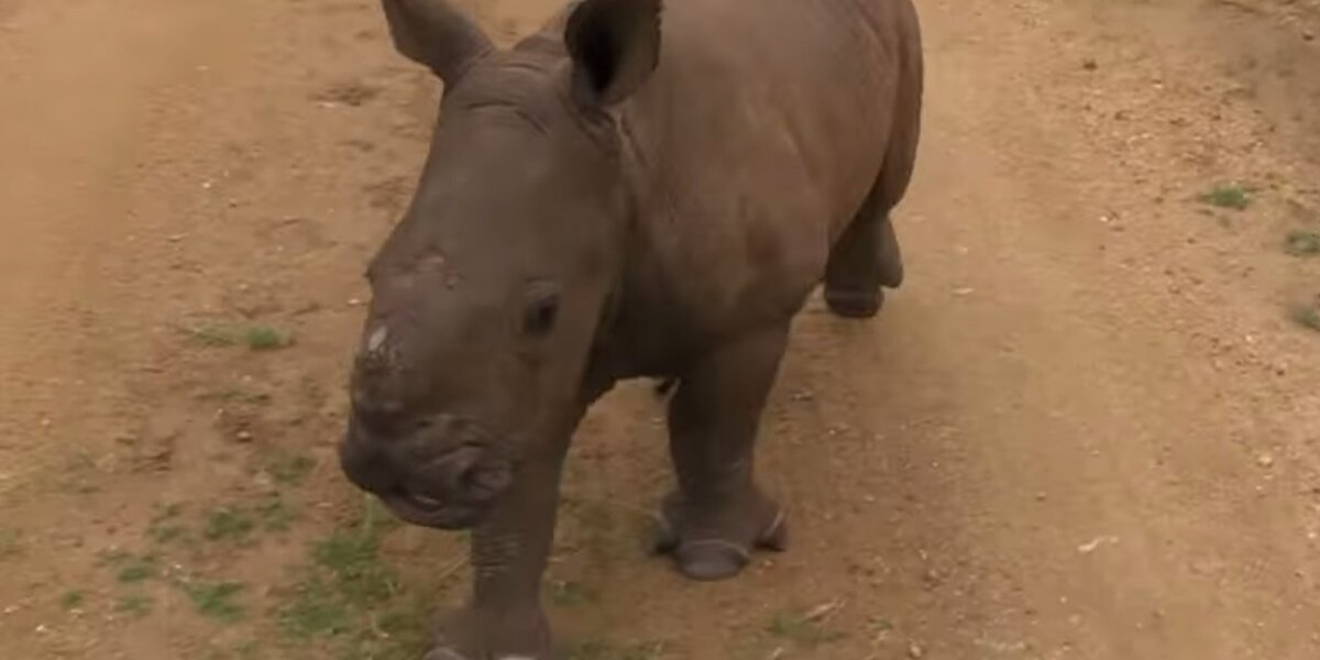 Orphaned Rhino Perseveres Through Tragedy To Make A Fresh Start At A ...