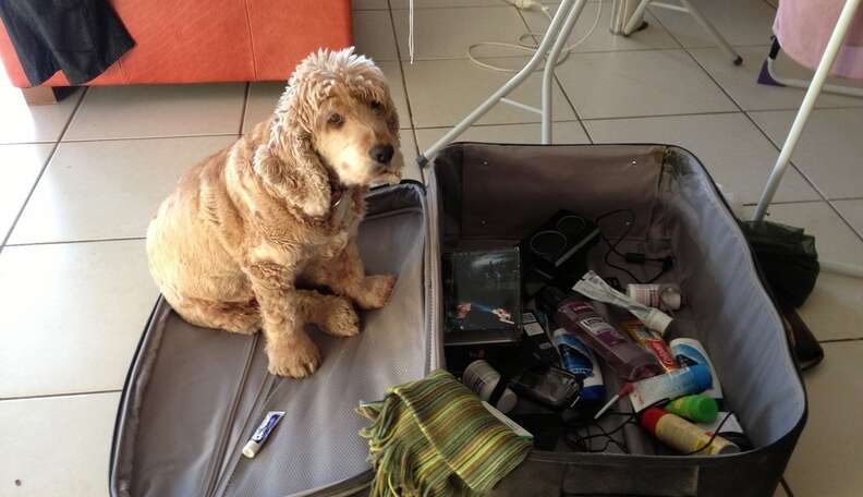 Dog hotsell packing suitcase