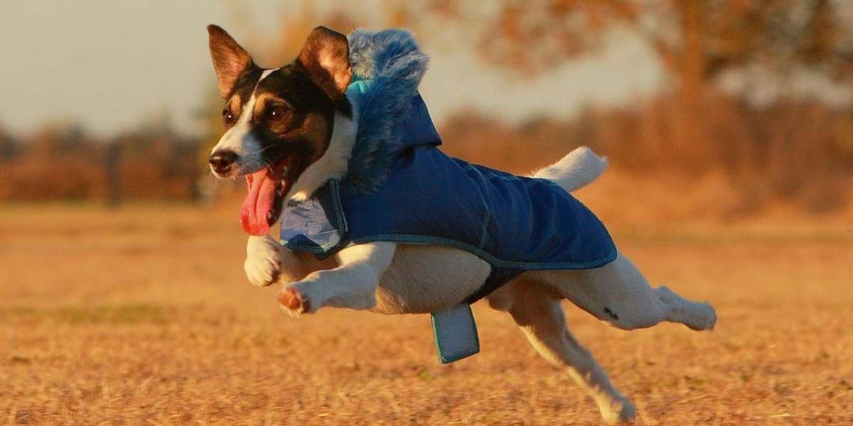 why do dogs love wearing clothes