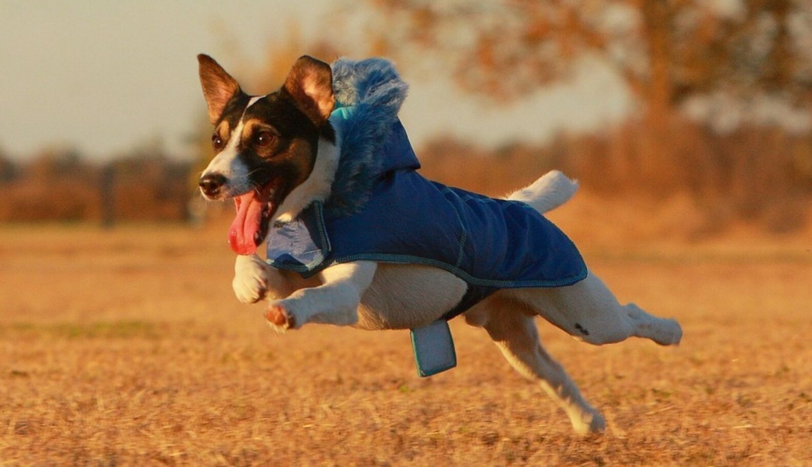 Q Do Dogs Need Winter Jackets? The Dodo