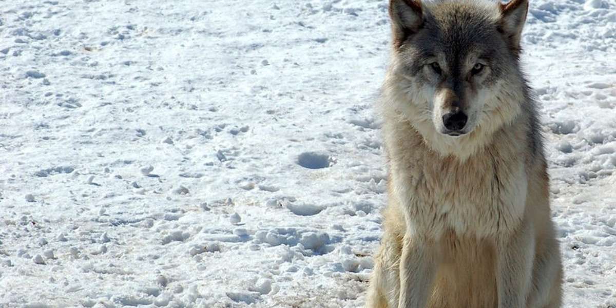 Idaho’s War On Wolves Continues Private Wolf Hunting Now Legal The Dodo