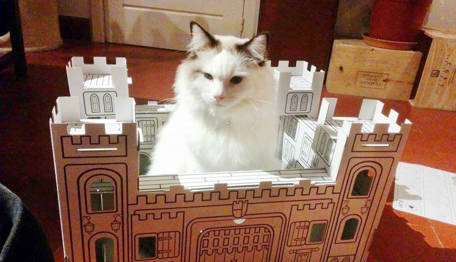 18 Regal Cats Who Would Win The Game Of Thrones The Dodo