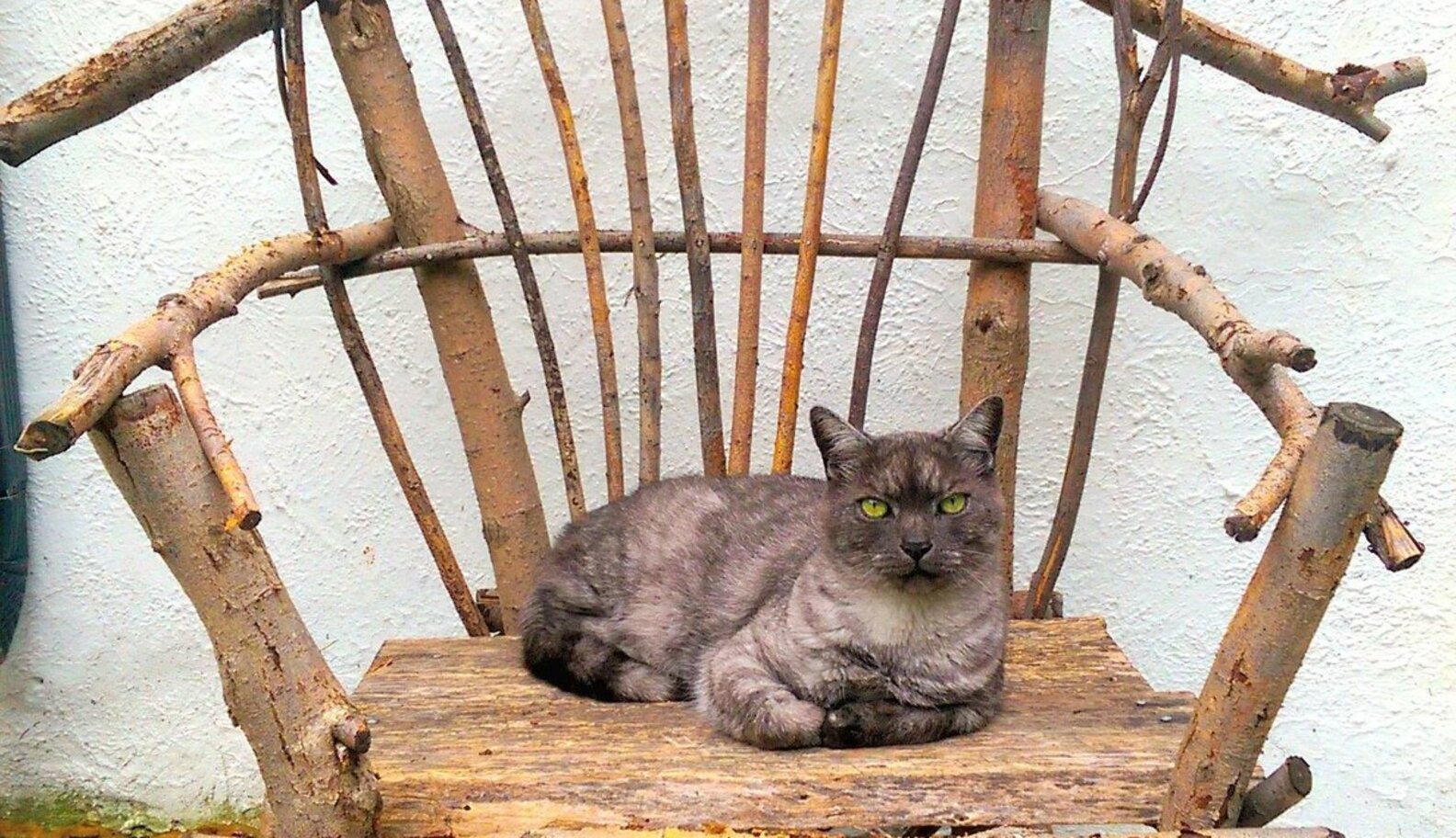 18 Regal Cats Who Would Win The Game Of Thrones The Dodo