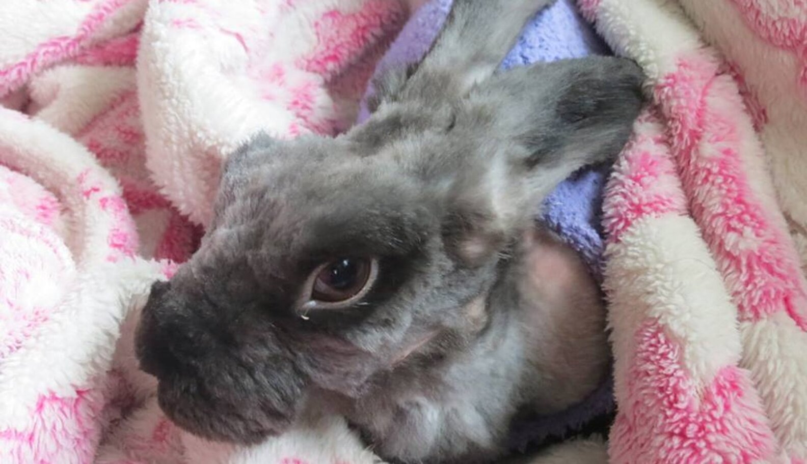 Neglected Rabbit With Matted Fur Gets A Shave And Lots Of Sweaters