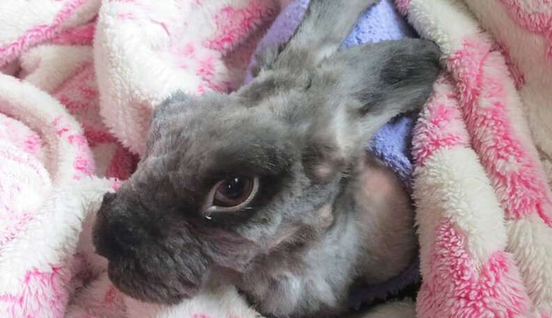 Matted best sale angora rabbit