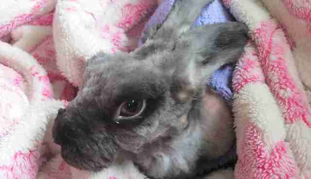 Neglected Rabbit With Matted Fur Gets A Shave And Lots Of Sweaters